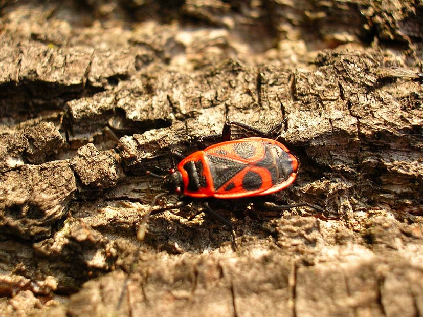 Pyrrhocoris apterus e Orthetrum coerulescens